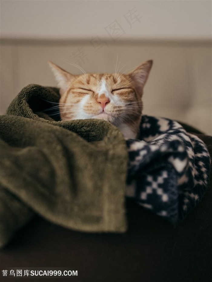 毛巾里睡觉的小猫咪图片