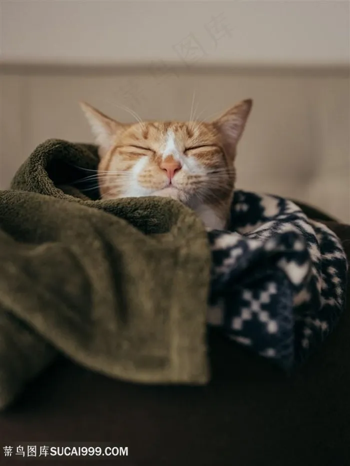 毛巾里睡觉的小猫咪图片