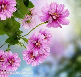 高清粉色菊花花朵图片素材