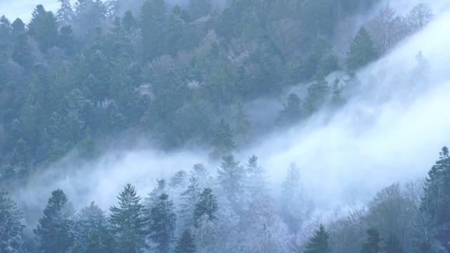 波的雾, 多雾路段, 有雾的风景, 雾之海, 云海, 雾流