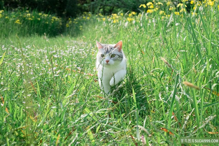 绿草地里白花猫猫咪图片