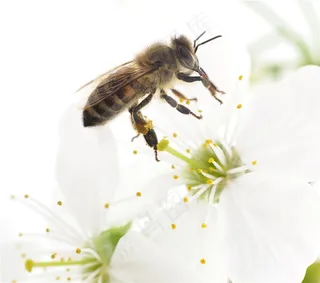 正在采蜜的蜜蜂高清摄影图片