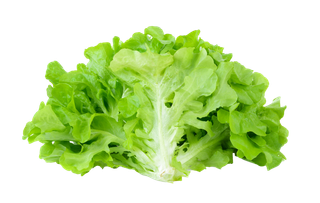 生菜 (28)超市商品白底图免抠实物摄影png格式图片透明底