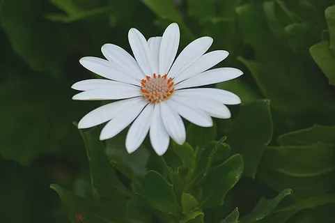 花朵 花束 植物 素材 (261)