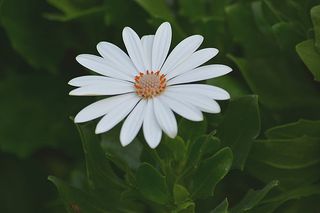 花朵 花束 植物 素材 (261)