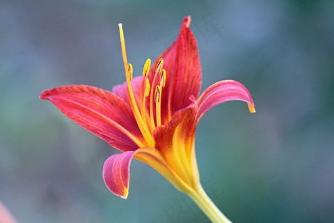 一支百合花图片 一支百合花图片