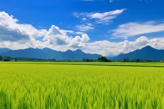种植农田里的大片稻苗水田摄影图