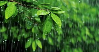 下雨天树叶绿色背景