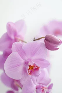 竖版高清玉兰花花卉大全图片