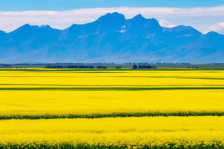 春天里的油菜花田摄影图
