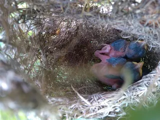 相互依偎的雏鸟