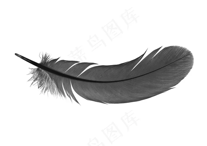 黑色的羽毛高清图片