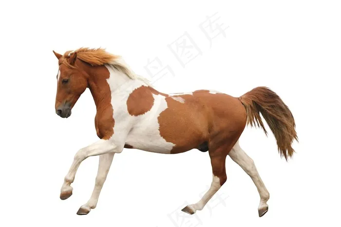 5K骏马图片设计素材