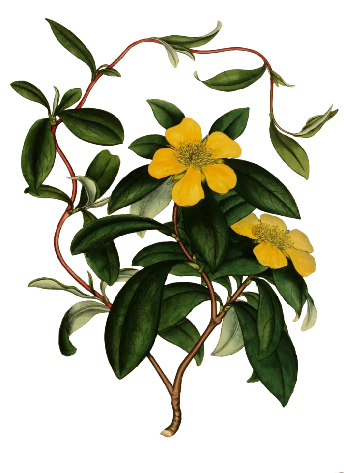 复古手绘植物花卉插画 免抠