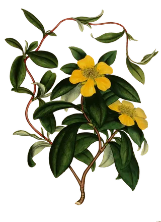 复古手绘植物花卉插画 免抠