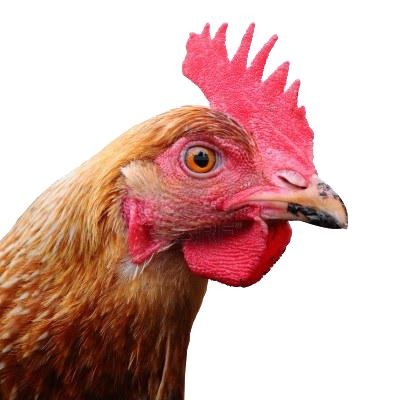 鸡头 PNG免抠(400x400)