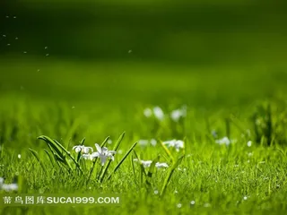 超大尺寸-草原上的点点小花摄影图片