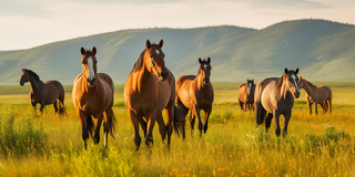 一群马在郁郁葱葱的绿色草原上的摄影图