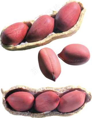 免扣png花生 