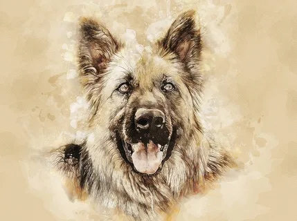 牧羊犬绘画肖像图片 牧羊犬绘画肖像图片