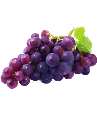 葡萄水彩素材免扣