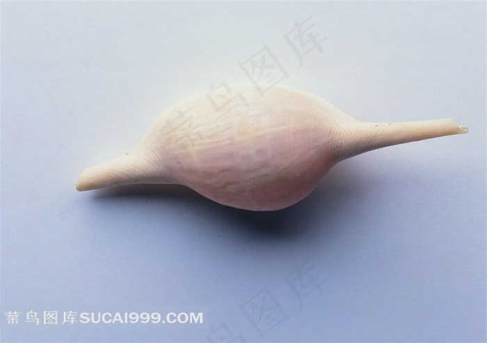 海洋贝壳海螺摄影美图