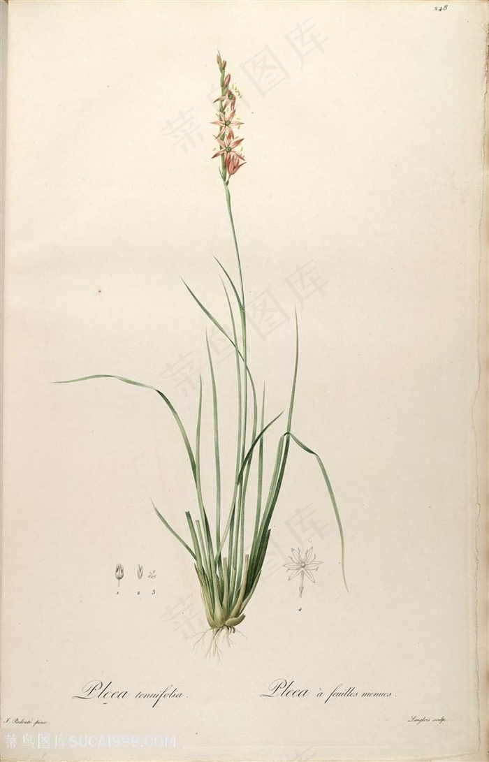 原版高清雷杜德花卉复古插画素材