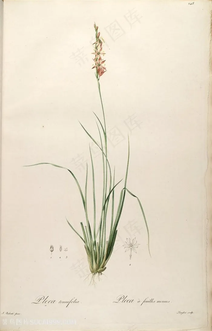 原版高清雷杜德花卉复古插画素材