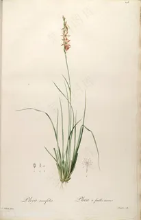 原版高清雷杜德花卉复古插画素材 原版高清雷杜德花卉复古插画素材