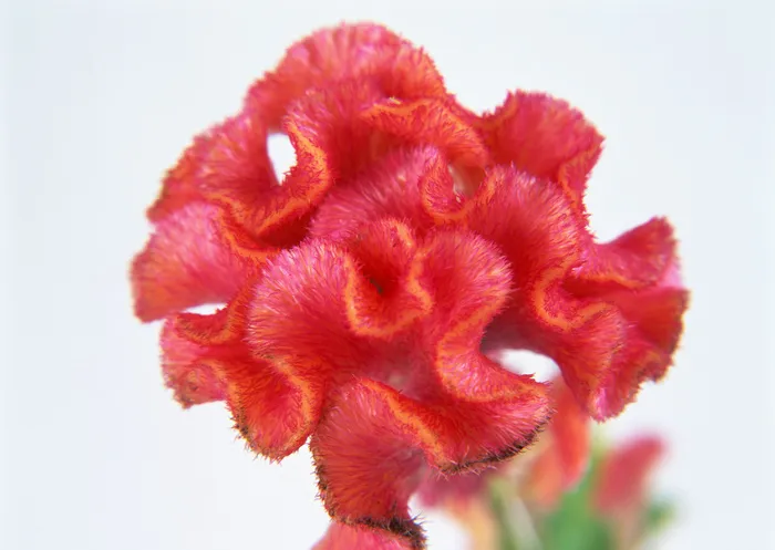 花朵红色大