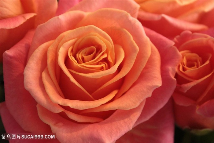 高清唯美粉色玫瑰花鲜花图片