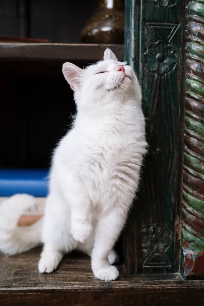 可爱猫咪猫猫摄影素材