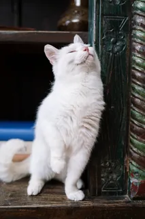 可爱猫咪猫猫摄影素材 可爱猫咪猫猫摄影素材