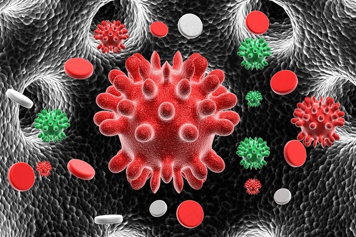 人体红细胞图片