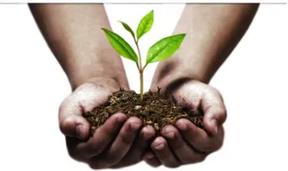 在手中发芽 PNG，手图像免费免抠