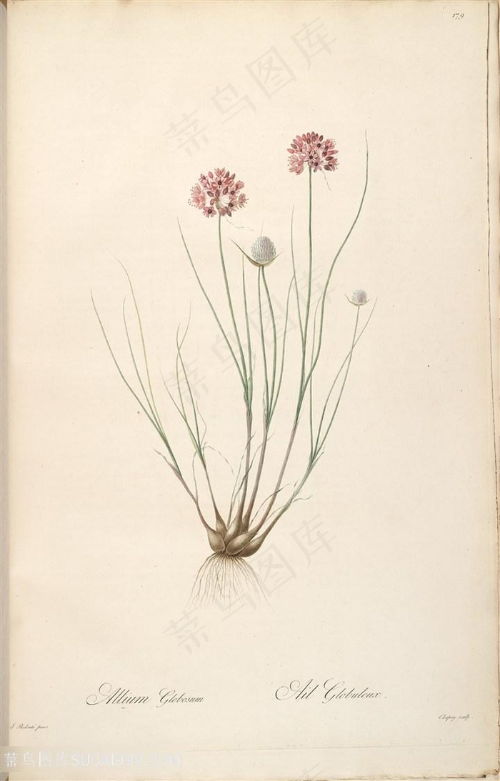 雷杜德原版唯美花草图谱素材