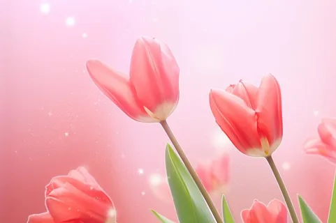 粉色清新郁金香鲜花背景