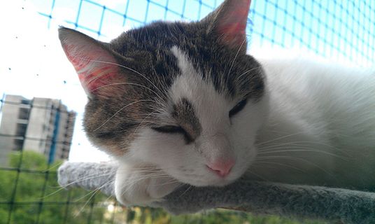 可爱猫咪 动物 素材 奶萌 (131) 可爱猫咪 动物 素材 奶萌 (131)
