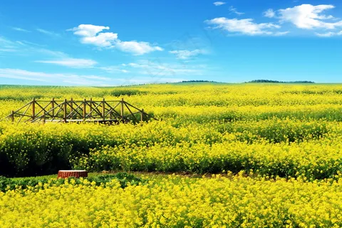 油菜花花海图片 油菜花花海图片