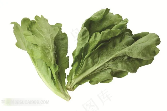 生菜高清摄影素材