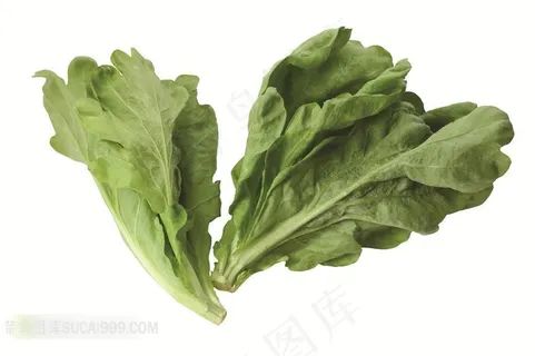 生菜高清摄影素材