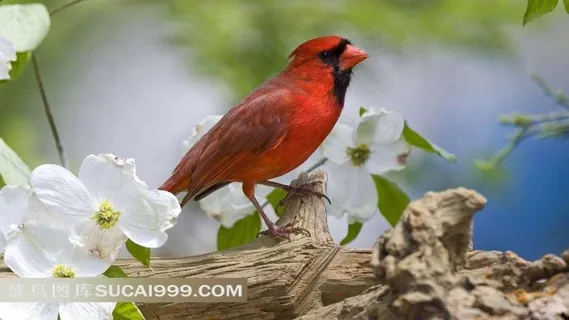 树枝上的红色鸟和白色花朵
