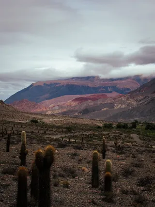 绿色仙人掌仙人球摄影素材