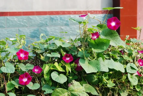 牵牛花花藤图片 牵牛花花藤图片