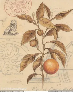 欧式花与蝴蝶装饰画 欧式花与蝴蝶装饰画