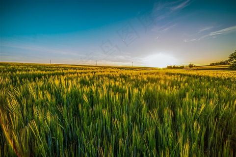 大麦农田风光图片
