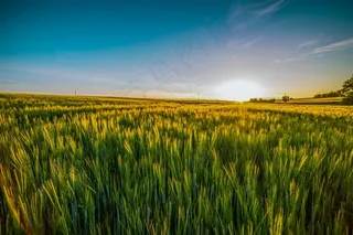 大麦农田风光图片