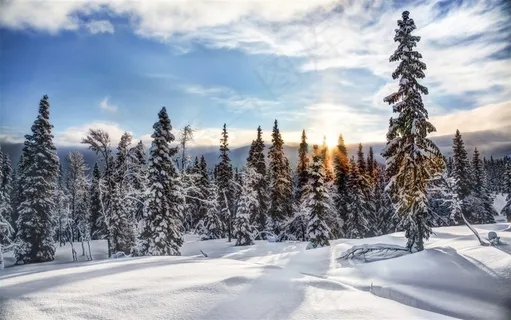 云杉树木雪景风景图片 云杉树木雪景风景图片