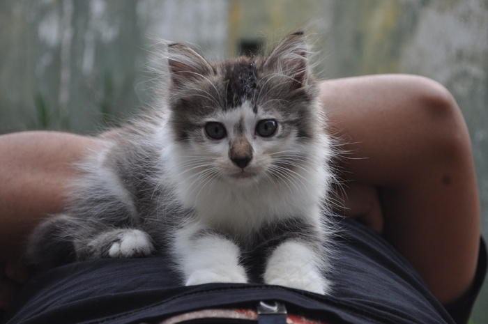 可爱宠物小猫图片