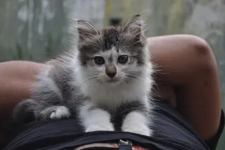 可爱宠物小猫图片